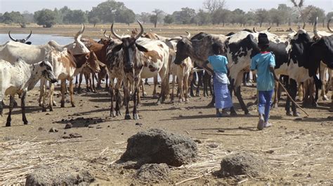 Pastoralism, farming and a changing climate in the Sahel region | SEI