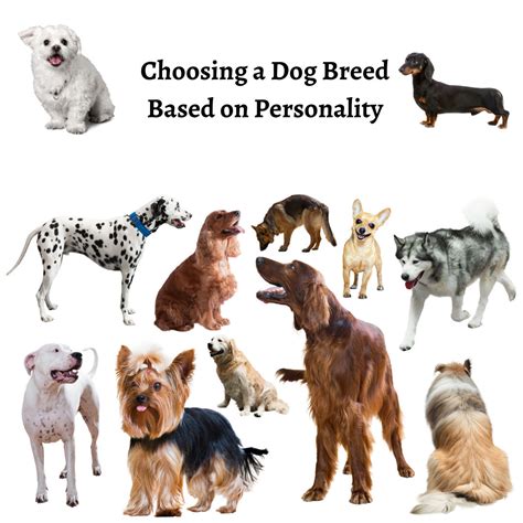 Choosing A Dog Breed Based On Personality - Whippany, New Jersey