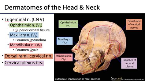 Dermatomes Face