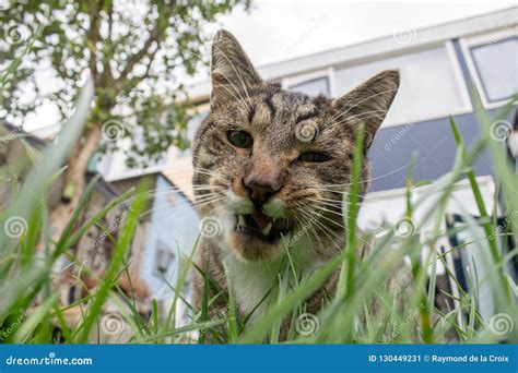 Cat eating grass stock image. Image of adult, lovely - 130449231