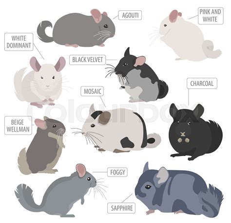 Chinchilla breeds icon set flat style isolated on white. Pet rodents collection. Create own ...