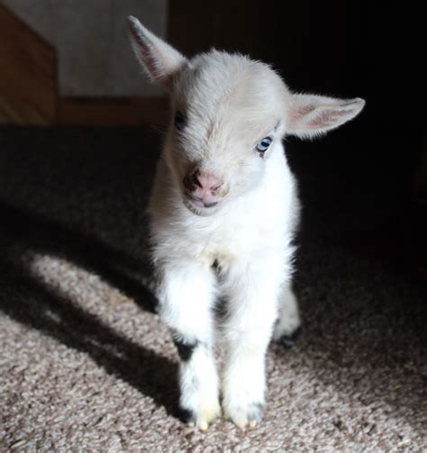 pigmy and dwarf small goats for sale in iowa