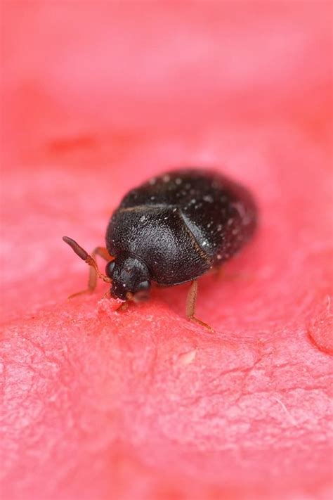 7 Proven Methods to Get Rid of Carpet Beetles – Rhythm of the Home