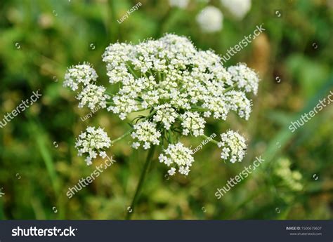 46,841 Carrot flower Images, Stock Photos & Vectors | Shutterstock