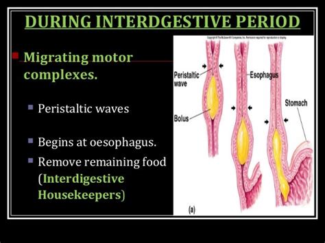 INTESTINE MOTILITY