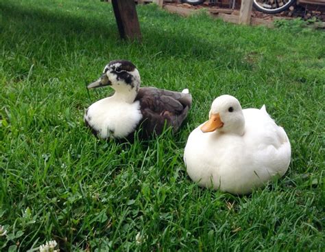 Call ducks are bantams. They are relatively common, excellent mothers ...