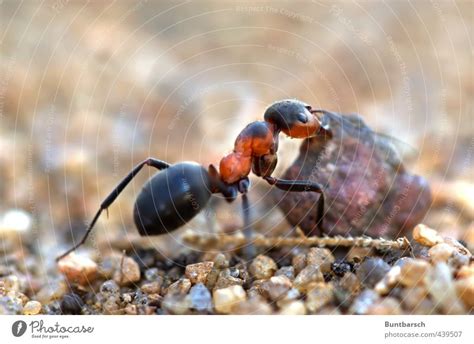 Hardworking workers Animal - a Royalty Free Stock Photo from Photocase