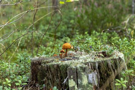 Tree Stump Mushrooms Forest - Free photo on Pixabay - Pixabay