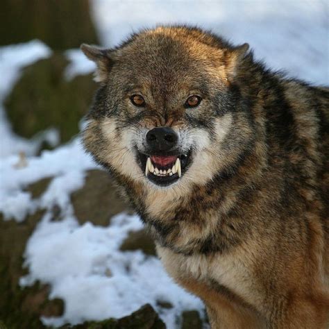 Pin by Kate_small_outdoors on Lobos salvajes | Wolf dog, Snarling wolf ...