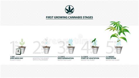 Stages of Cannabis Seed Germination from Seed To Sprout, the Growing Season of Cannabis, First ...