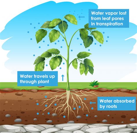 Prepare a block diagram showing water absorption by roots to ...