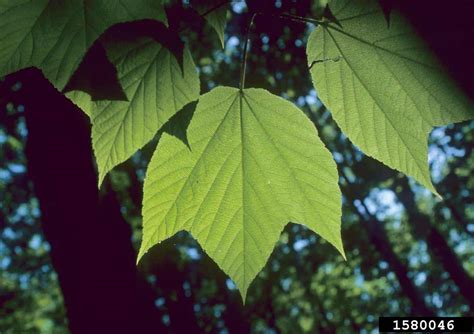 3 Thriving Types of Maple Trees in Georgia - ProGardenTips