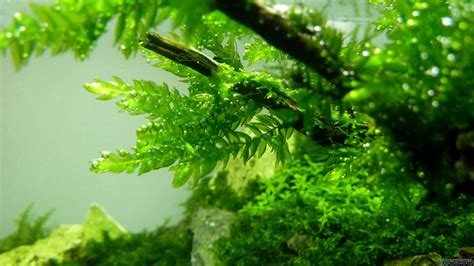 Fontinalis antipyretica var. gigantea - Giant willow moss - Flowgrow Aquatic Plant Database