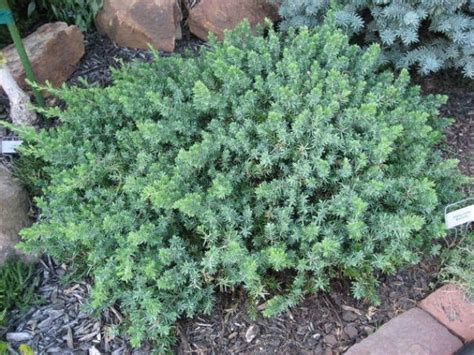 Juniperus conferta 'Blue Pacific' / Blue Pacific Shore juniper ...