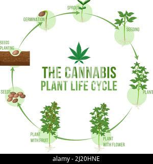 The cannabis plant life cycle illustration Stock Vector Image & Art - Alamy