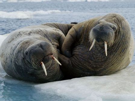 Morsas; Odobenidae; Odobenídeos