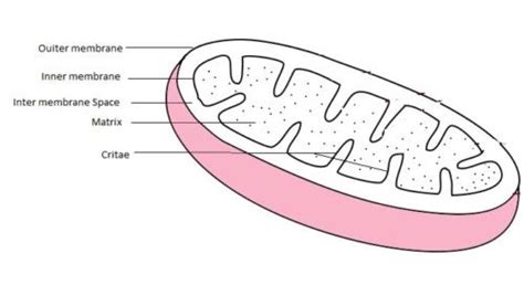 Mitochondria Structure Labeled