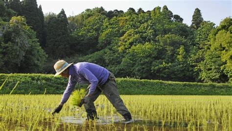 Time for Japan to liberalize agriculture | The World from PRX