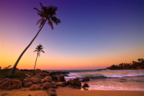 Sunset on Palm Beach Free Photo Download | FreeImages