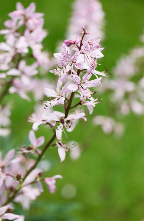 37 of the Best Perennial Cut Flowers for your Cutting Garden