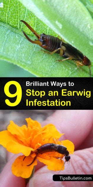 9 Brilliant Ways to Stop an Earwig Infestation