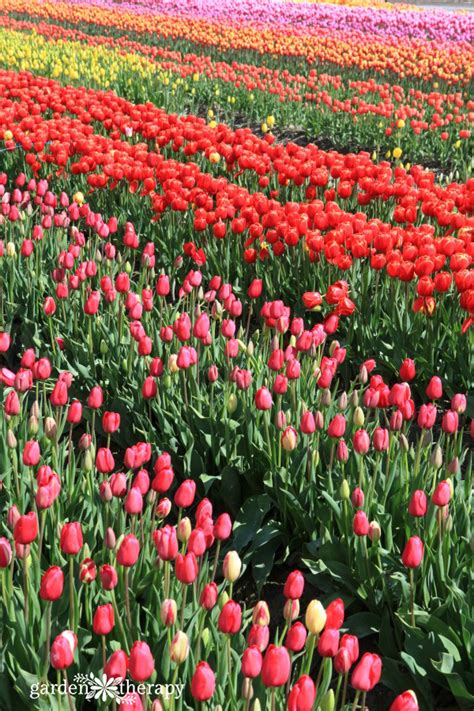 Tips to Tiptoe Your Way Through a Tulip Festival - Garden Therapy