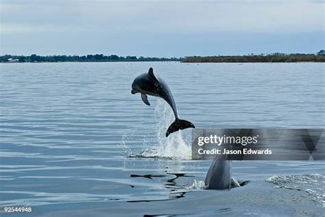 Gippsland Lakes Photos and Premium High Res Pictures - Getty Images