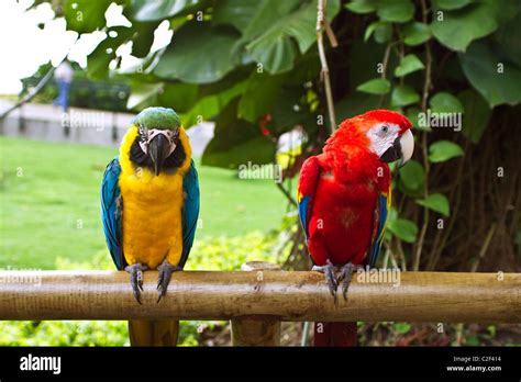 Two beautiful macaw parrots sitting on wooden bar Stock Photo - Alamy