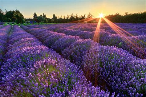 Lavender Farm Photography Sequim Washington Rustic Wall Art