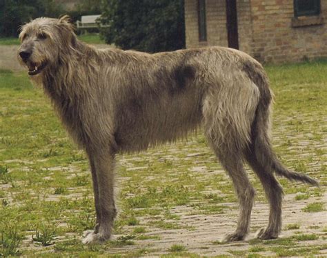 Irish Wolfhound Dog Breed » Information, Pictures, & More