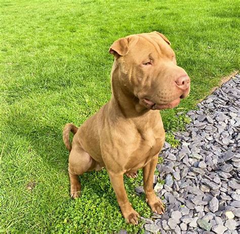 Shar Pei Mixes: 28 Hybrid Pups That Will Melt Your Heart