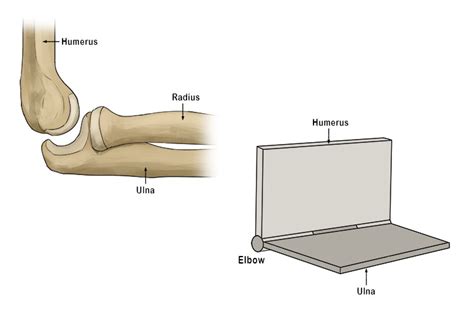 Hinge Joint - Mammoth Memory definition - remember meaning