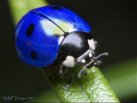 Blue Ladybug by RalphDesigns, via Flickr | Ladybugs | Pinterest | Ladybug, Cobalt and Lady bugs