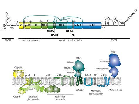 Universitätsklinikum Heidelberg: 1. Genome Organization & Viral Protein ...