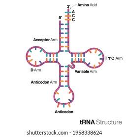 Simple Trna Anticodon