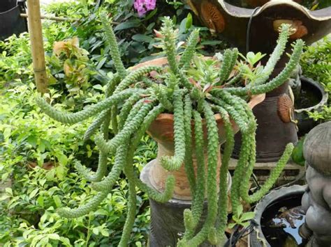 Euphorbia Succulenta (Care Guide With Pictures) - Succulents Network