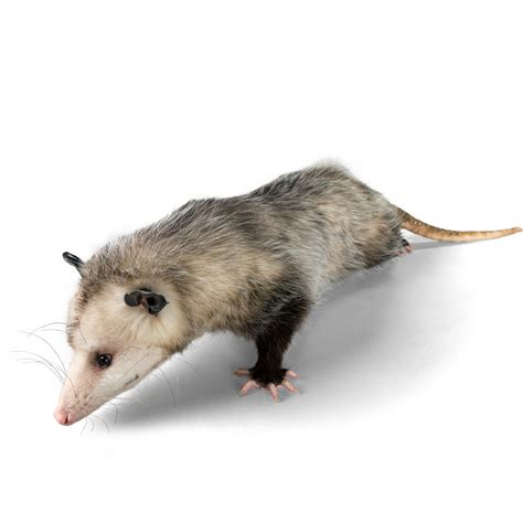 Pet Opossum Care Guide - Exotic Pet Wonderland