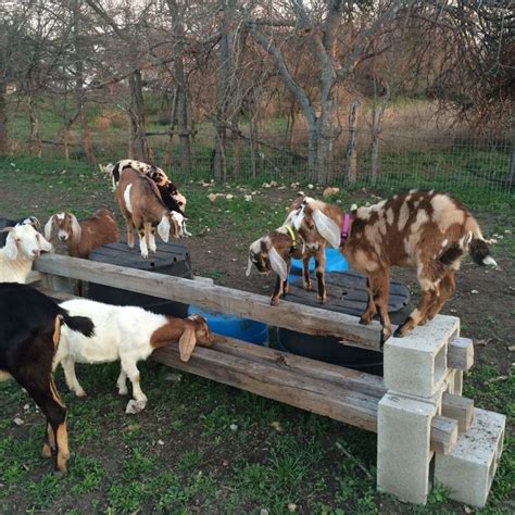 Kids at Play | Goat playground, Goat toys, Goats