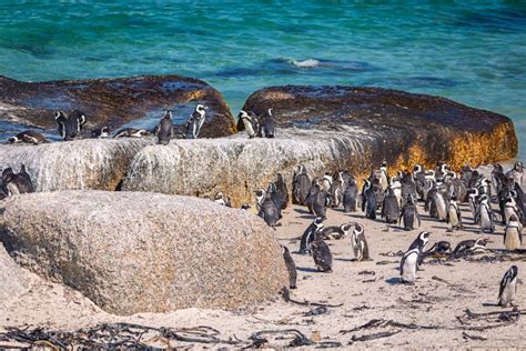 African Penguin Colony at Boulders Beach, South Africa Stock Photo - Image of coastal, penguin ...