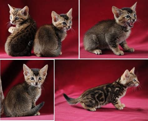 Jungle Cat (F Chaus) Hybrids | Bengal x Chausie cross kittens. Photos courtesy Andrzej Grabowski ...