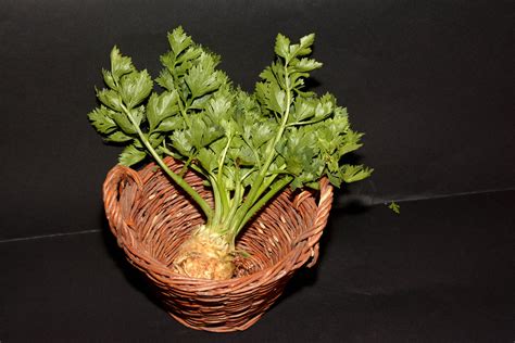Celer koren organski | kom | Zdravologija