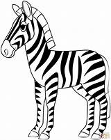 Zebra coloring Page  Free Printable Coloring Pages sketch template