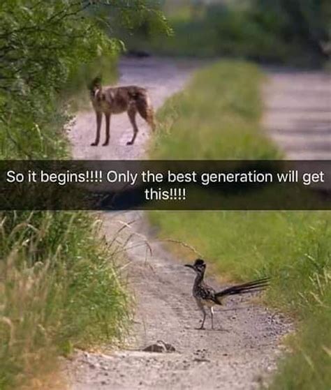 Who dat? #Acme #roadrunner #coyote | Funny pictures, Monday humor quotes, Funny animals