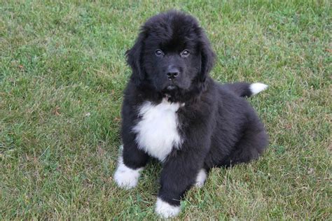 Just a Newfie Puppy : aww