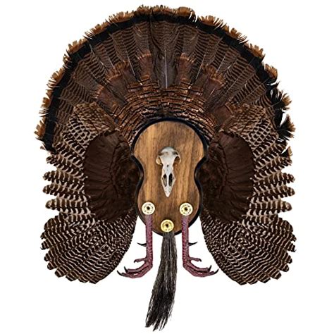 The Best Turkey Beard And Fan Mounts For A Perfect Hunting Trip