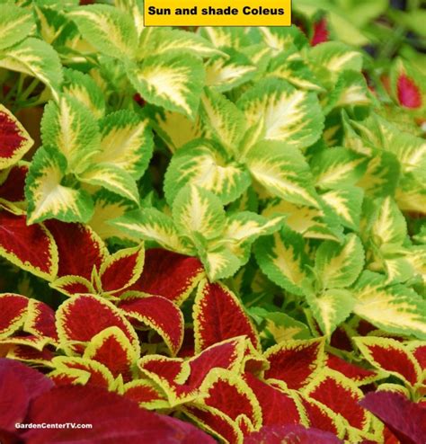 Coleus Plant Varieties For Shaded and Sunny Gardens | Garden Center TV