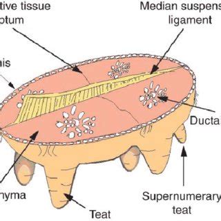 (PDF) MAMMARY GLAND | Anatomy