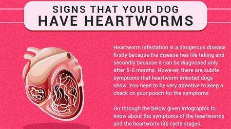 5 Signs That Indicate Your Dog Has Heartworms - Infographic