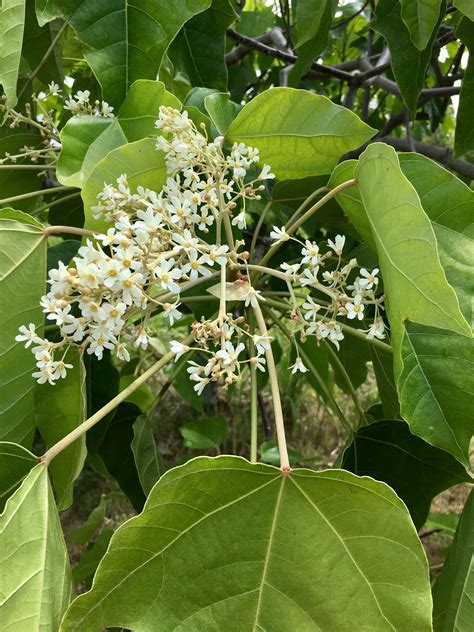 Kuku'i Nut flowers grown on tortoise land in Poipu near Mahaulapu Beach ...