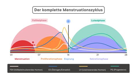 Menstruation vs. Zyklus: Für was stehen die Begriffe?